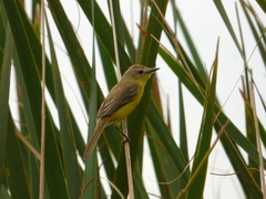 Pseudocolopteryx dinelliana