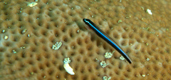 Elacatinus lobeli