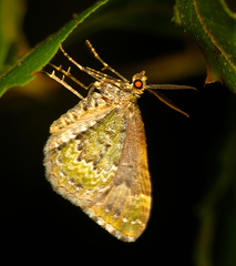 Asaphodes