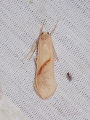 Ligulosia costimaculata