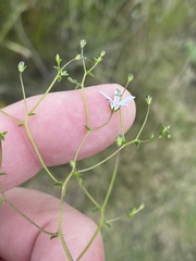 Wahlenbergia rubioides
