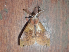 Lomadonta obscura