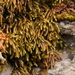 Bird's-foot Wing-Moss - Photo (c) Kélian Gautier, some rights reserved (CC BY-NC), uploaded by Kélian Gautier