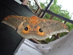 Pseudobunaea tyrrhena