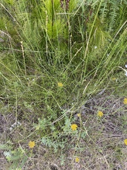 Wahlenbergia rubioides