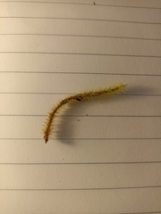 Breutelia chrysocoma