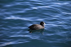 Fulica atra