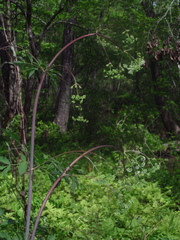 Ligusticum canadense