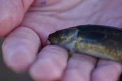 Gaidropsaridae
