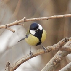 Parus major