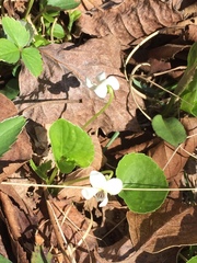 Viola macloskeyi