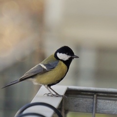 Parus major