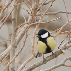 Parus major