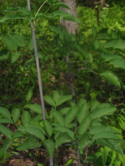 Ligusticum canadense