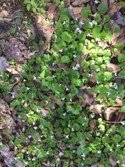 Viola macloskeyi