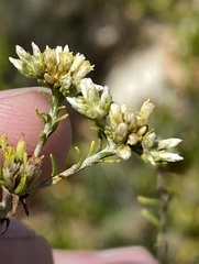 Helichrysum asperum glabrum