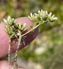Helichrysum asperum glabrum