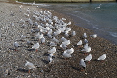 Chroicocephalus ridibundus