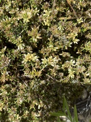 Helichrysum asperum glabrum