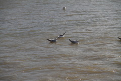 Chroicocephalus ridibundus