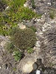 Helichrysum asperum glabrum
