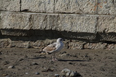 Larus michahellis