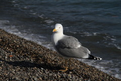 Larus michahellis