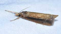 Carectocultus perstrialis