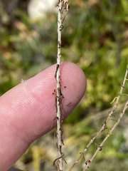 Helichrysum asperum glabrum