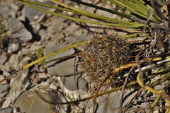 Coryphantha glanduligera