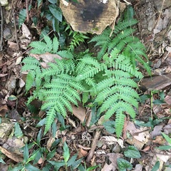 Pteris longipes