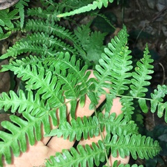 Pteris longipes