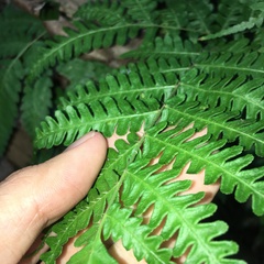 Pteris longipes