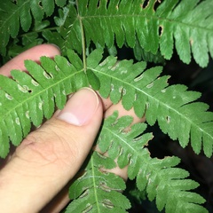Pteris longipes