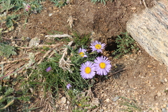 Erigeron pinnatisectus