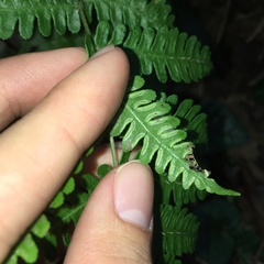Pteris longipes