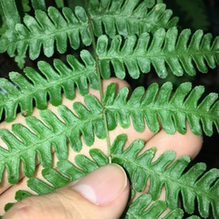 Pteris longipes