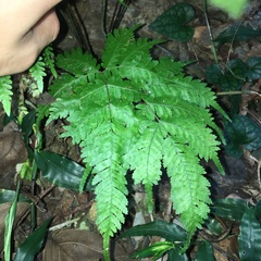 Pteris longipes