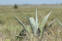 Agave weberi