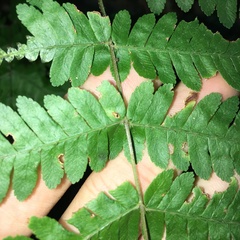 Pteris longipes
