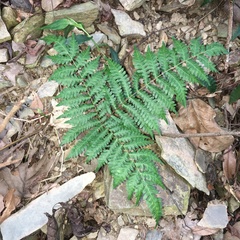 Pteris longipes