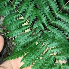 Pteris longipes