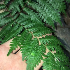 Pteris longipes