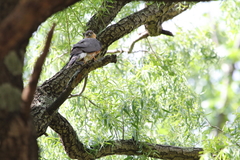 Accipiter rufiventris
