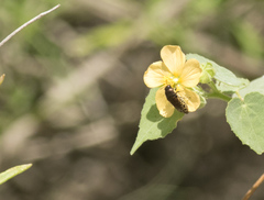 Acmaeodera mixta