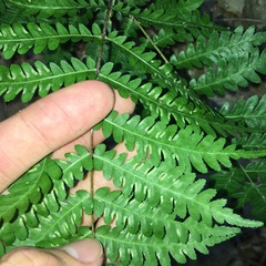 Pteris longipes