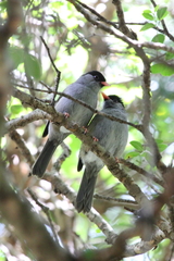 Sylvia nigricapillus