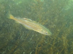 Pollachius pollachius