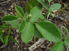 Desmodium nuttallii