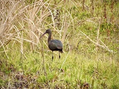 Plegadis falcinellus